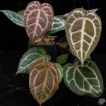 Anthurium Orange '26' x DocBlock Red Crystal '12' by DocBlock® *Grower's choice* - Image 4