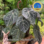 Anthurium Red Crystal '12' x  Michelle '1' by DocBlock® *Grower's choice* - Image 4