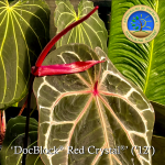 Anthurium Red Crystal '12' x  Michelle '1' by DocBlock® *Grower's choice* - Image 5