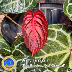 Anthurium Orange '26' x DocBlock Red Crystal '12' by DocBlock® *Grower's choice* - Image 7