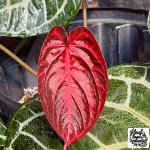 Anthurium