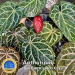 Anthurium Orange '26' x DocBlock Red Crystal '12' by DocBlock® *Grower's choice* - Image 5