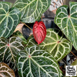 Anthurium plants for sale best beautiful amazing collector plant