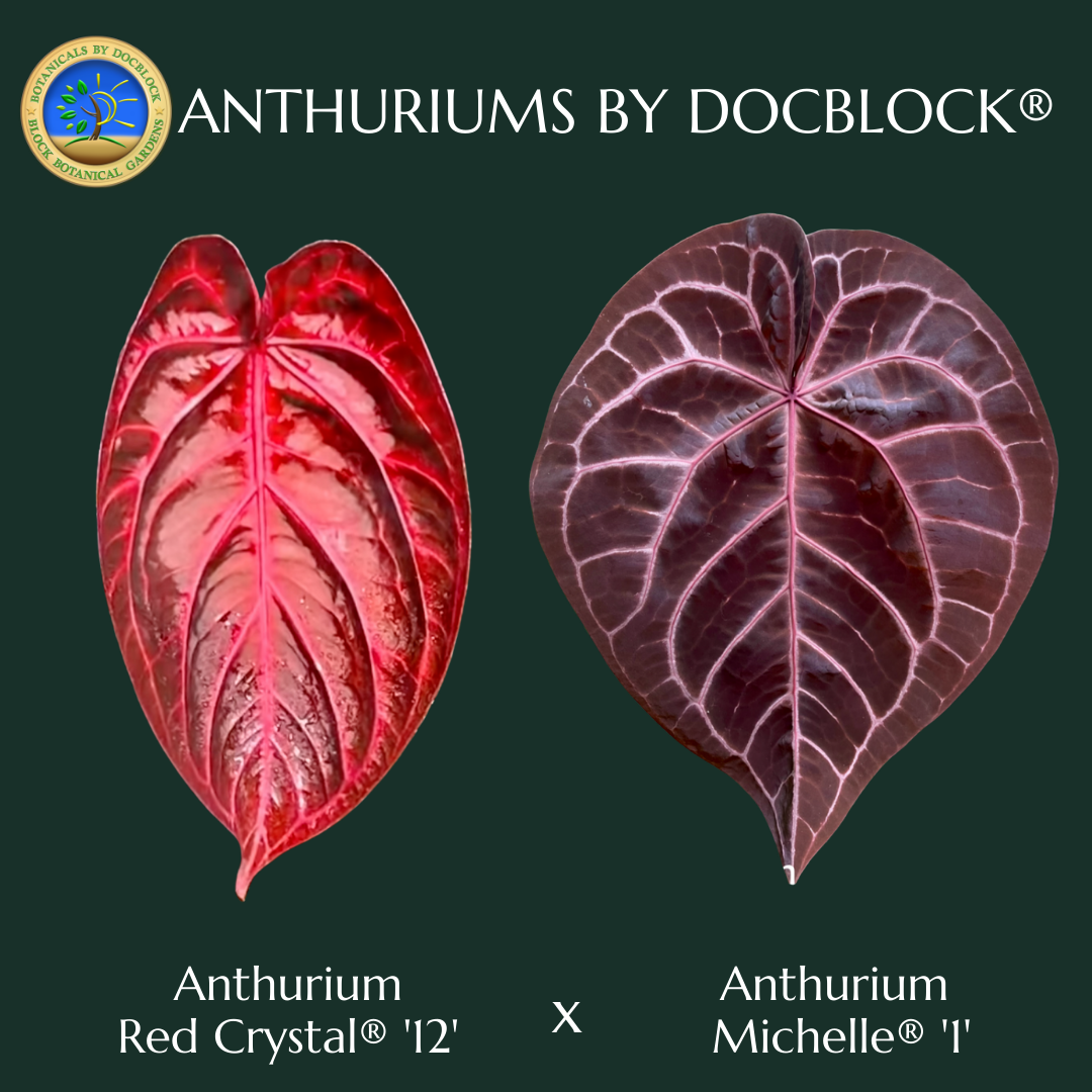 AnthuriumRedCrystal_12_xMichelle_1_byDocBlock_d7273d40-3bdc-4f01-b04a-3810b603f796-1.png Anthurium Red Crystal '12' x Michelle '1' by DocBlock® *Grower's choice* - Image 1