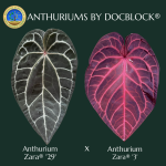 Anthurium Zara '29' x Zara '3' by DocBlock® *Grower's choice*