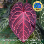 Anthurium Zara '29' x Zara '3' by DocBlock® *Grower's choice* - Image 4