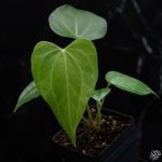 Anthurium 'Delta Force' *Grower's Choice* - Image 4