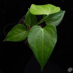 Anthurium 'Delta Force' *Grower's Choice* - Image 7