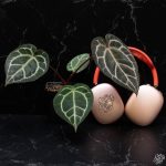 Anthurium Orange '26' x DocBlock Red Crystal '12' by DocBlock® *Grower's choice* - Image 8