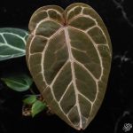 Anthurium Orange '26' x DocBlock Red Crystal '12' by DocBlock® *Grower's choice* - Image 3
