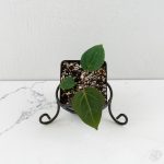 Anthurium 'Wuhoo's First Night'  x Carlablackiae  *Grower's Choice*