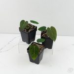 Anthurium 'Wuhoo's First Night'  x Carlablackiae  *Grower's Choice* - Image 2
