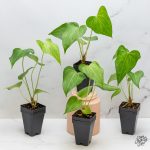Anthurium 'clarinervium x pedatoradiatum' *Grower's Choice* - Image 3
