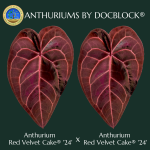 Anthurium Red Velvet Cake '24' x Red Velvet Cake '24' by DocBlock® *Grower's choice* - Image 3