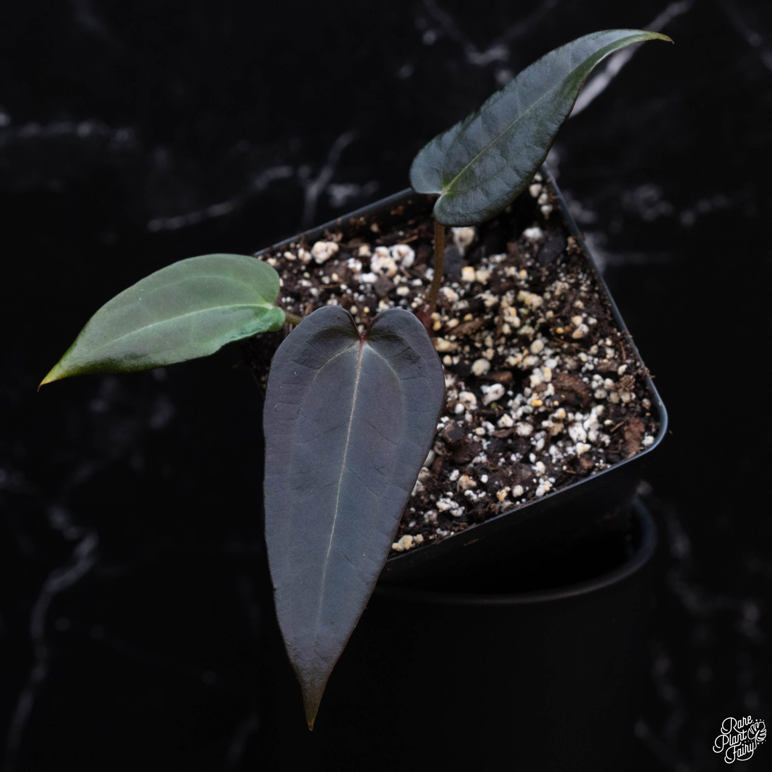 AnthuriumsByDocBlock24x24_Grower_sChoice_2025-01-17_WEEK3_-2-2.jpg Anthurium Red Velvet Cake '24' x Red Velvet Cake '24' by DocBlock® *Grower's choice* - Image 1