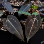 Anthurium Red Velvet Cake '24' x Red Velvet Cake '24' by DocBlock® *Grower's choice* - Image 4