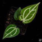 Anthurium DocBlock Brielle '16' x Lynette '18' by DocBlock *Grower's Choice* - Image 3