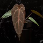 Anthurium Dark & Handsome '9' x Red Velvet Cake '24'  by DocBlock *Grower's Choice* - Image 4