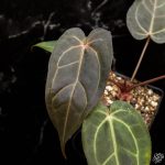 Anthurium Dark & Handsome '9' x Red Velvet Cake '24'  by DocBlock *Grower's Choice* - Image 2