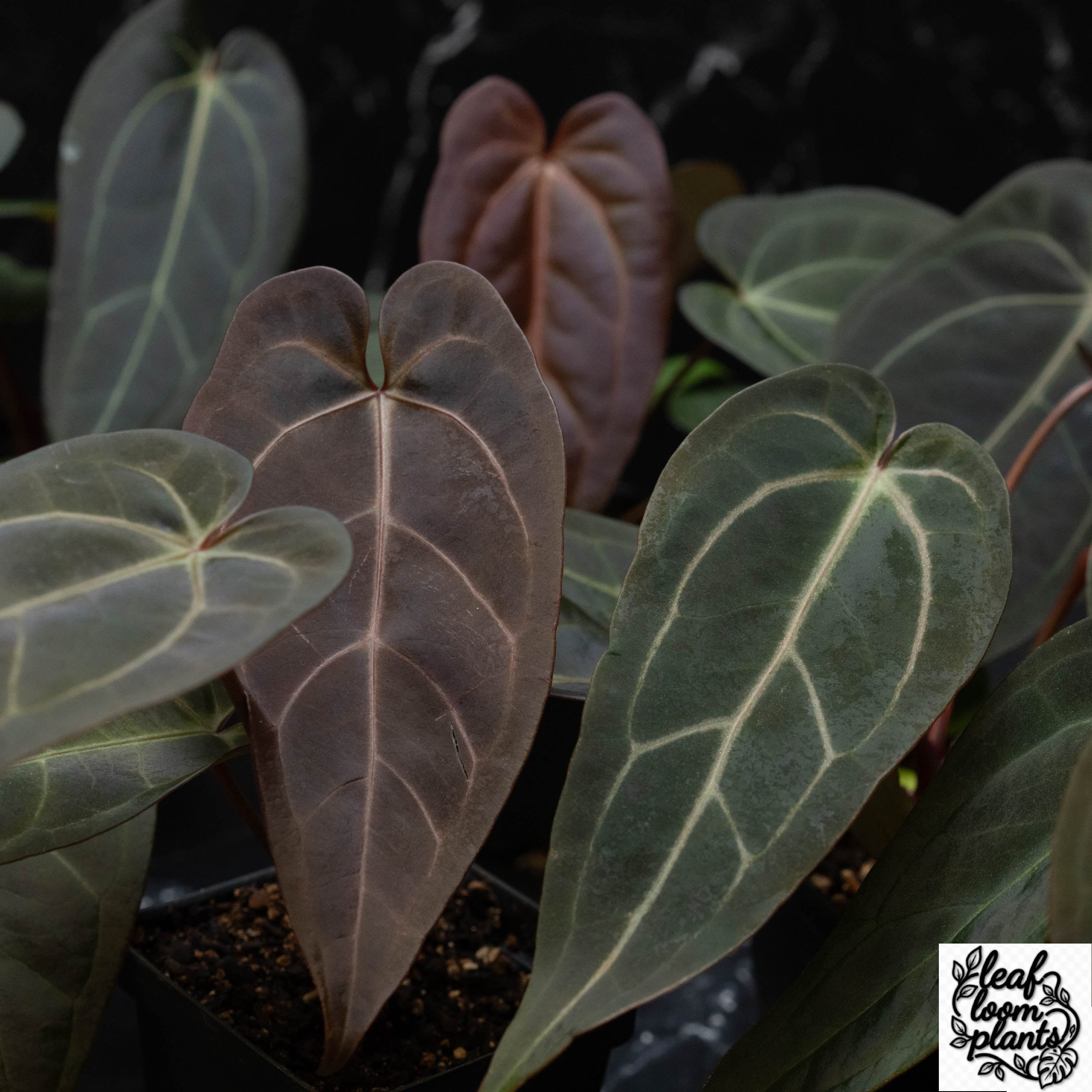 Anthurium plants for sale best beautiful amazing collector plant