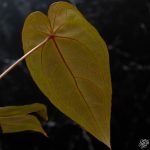 Anthurium Red Velvet Cake '24' x Dark and Handsome '9' by DocBlock® *Grower's choice* - Image 8