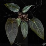 Anthurium Red Velvet Cake '24' x Dark and Handsome '9' by DocBlock® *Grower's choice* - Image 4
