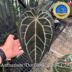 Anthurium Magnificent Dark '49' x  Zara '29' by DocBlock® *Grower's choice* - Image 3