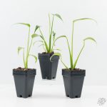 Monstera 'Burle Marx Flame' *Grower's Choice* - Image 7