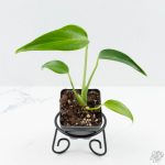 Monstera 'Burle Marx Flame' *Grower's Choice* - Image 5