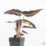 Alocasia 'Bambino' pink variegated *Grower's Choice* - Image 2