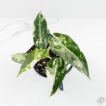 Alocasia 'Bambino' Albo variegated *Grower's Choice*