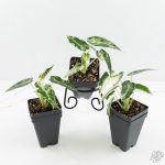 Alocasia 'Bambino' Albo variegated *Grower's Choice* - Image 3