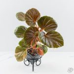 Begonia cucullata aurea variegated *Growers Choice*