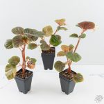 Begonia cucullata aurea variegated *Growers Choice* - Image 3