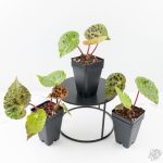 Begonia Ferox *Grower's Choice* - Image 3