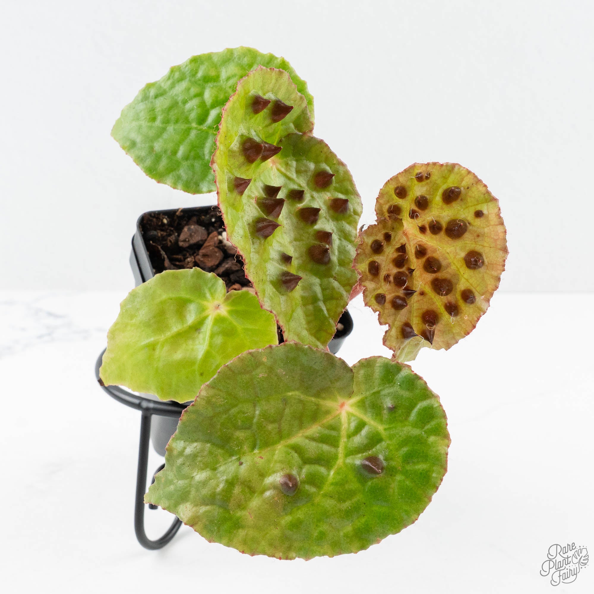 BegoniaFeroxtopshot-1-3.jpg Begonia Ferox *Grower's Choice* - Image 1