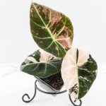 Alocasia 'Black Velvet' pink variegated *Grower's Choice*