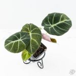 Alocasia 'Black Velvet' Aurea Gold variegated *Grower's Choice*