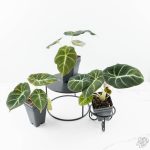 Alocasia 'Black Velvet' Aurea Gold variegated *Grower's Choice* - Image 3