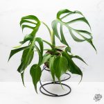 Monstera 'Burle Marx Flame' *Grower's Choice*