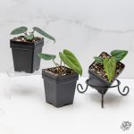 Anthurium (Carlablackiaex Portillae) x Dressleri *Grower's  Choice* - Image 2