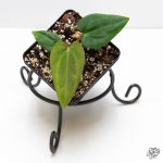 Anthurium (Carlablackiaex Portillae) x Dressleri *Grower's  Choice*