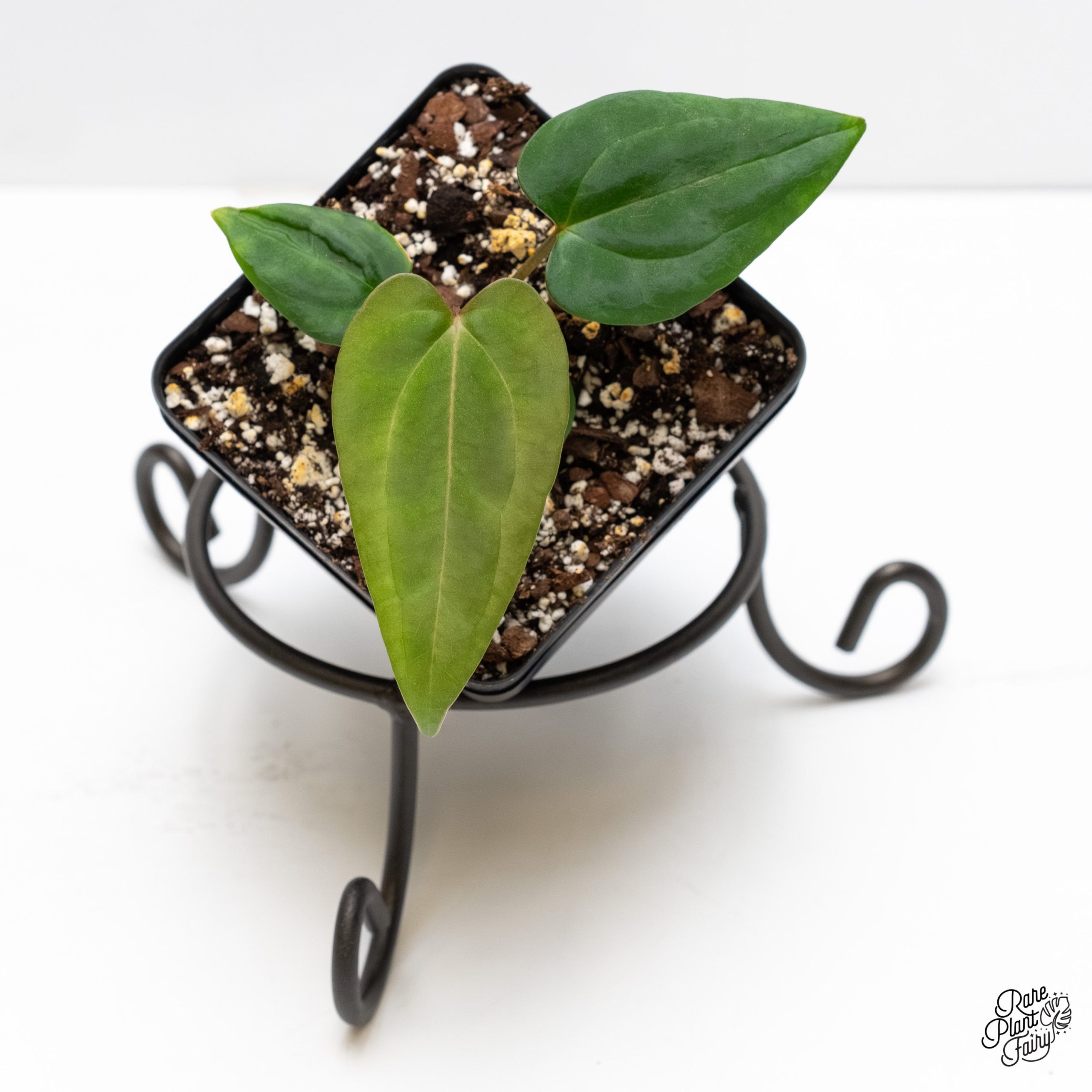 CarlaxPortxDress_Grower_sChoice_2026-01-30_WEEK5_-2-3.jpg Anthurium (Carlablackiaex Portillae) x Dressleri *Grower's Choice* - Image 1