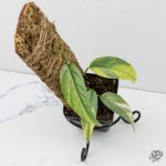 Epipremnum Pinnatum 'Cebu Blue' Variegated *Grower's Choice*