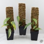 Epipremnum Pinnatum 'Cebu Blue' Variegated *Grower's Choice* - Image 2