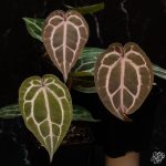 Anthurium 'Michelle' by DocBlock *Grower's Choice* - Image 7