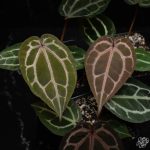 Anthurium 'Michelle' by DocBlock *Grower's Choice* - Image 8