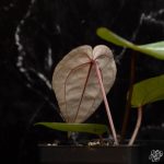 Anthurium 'Michelle' by DocBlock *Grower's Choice* - Image 9