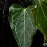 Anthurium 'Delta Force' *Grower's Choice*