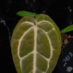 Anthurium Zara '29' x Zara '3' by DocBlock® *Grower's choice* - Image 7